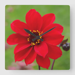 Horloge Carrée Bishop de Llandaff Dahlia