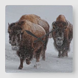 Horloge Carrée Bison de Yellowstone