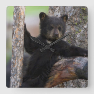 Horloge Carrée Black Bears Cub Lounging