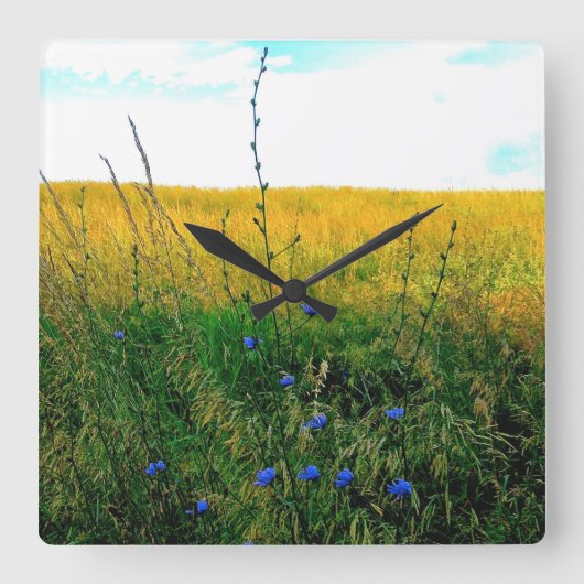 Horloge Carrée Bleu de Bella - chicorée (Recto)