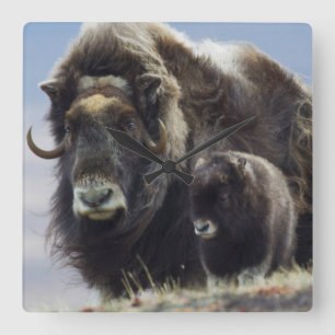 Horloge Carrée Boeuf musqué avec veau