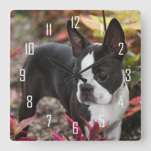 Horloge Carrée BoSTON TERRiER