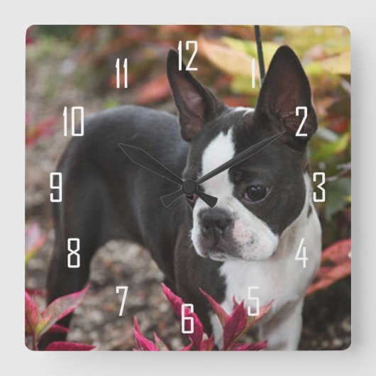 Horloge Carrée BoSTON TERRiER (Recto)