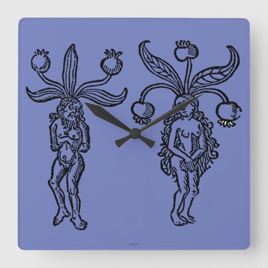 Horloge Carrée Botanique : Mandragore, 1476 (Recto)