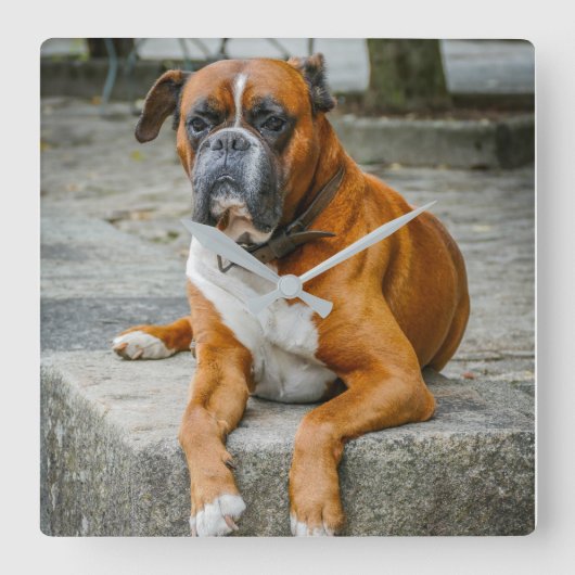 Horloge Carrée Boxer / Photo Dog Wall Clock (Recto)