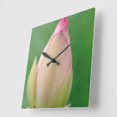 Horloge Carrée Bulbe Lily de l'eau non ouverte, Durban Botanique (Angle)