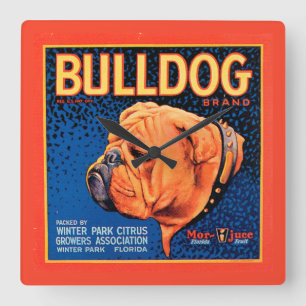 Horloge Carrée Bull Dog sur un Arrière - plan bleu