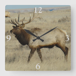Horloge Carrée Bull Elk Big Bull