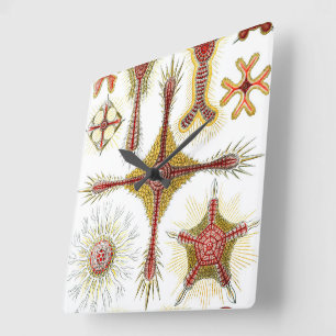 Horloge Carrée Camomille sauvage par Ernst Haeckel, Nature vintag