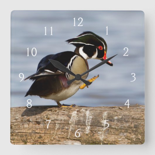 Horloge Carrée Canard en bois sur le marécage d'ouverture (Recto)