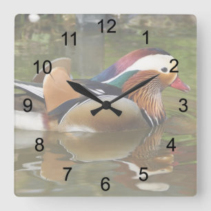 Horloge Carrée Canard mandarin