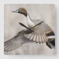 Canard pilet mâle en vol