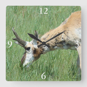 Horloge Carrée Cerf antilope A11 mâle broutant