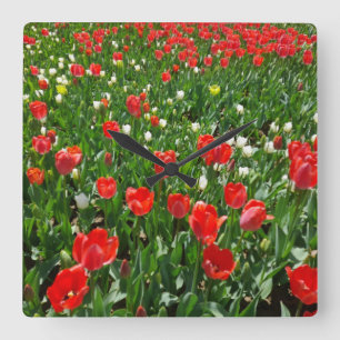 Horloge Carrée Champ de fleurs de tulipes rouges Photographie de