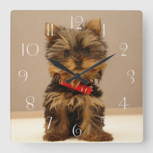 Horloge Carrée Chien à chiots du Yorkshire Terrier