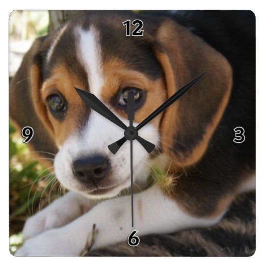 Horloge Carree Chien De Bebe De Beagle Zazzle Be