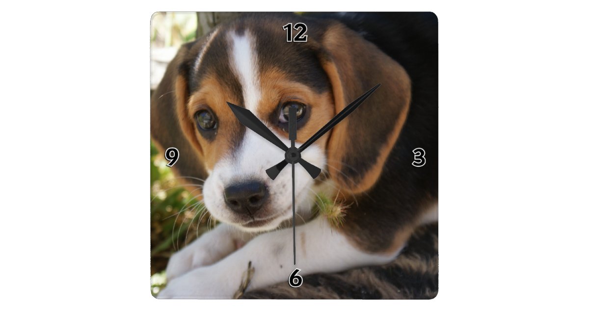 Horloge Carree Chien De Bebe De Beagle Zazzle Be