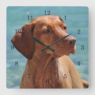 Horloge Carrée Chien Magyar Vizsla