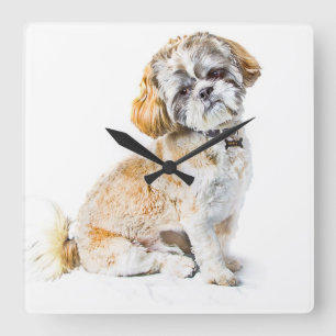 Horloge Carrée Chien Tzu Dog Clock