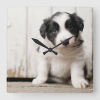 Chiot de border collie