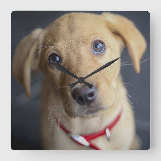 Horloge Carrée Chiot Red Fox Labrador (Recto)