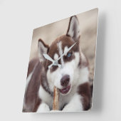 Horloge Carrée Chiot sibérien Husky à la plage (Angle)