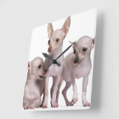 Horloge Carrée Chiwawa chauve (5 et 7 mois) (Angle)