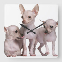 Chiwawa chauve (5 et 7 mois)