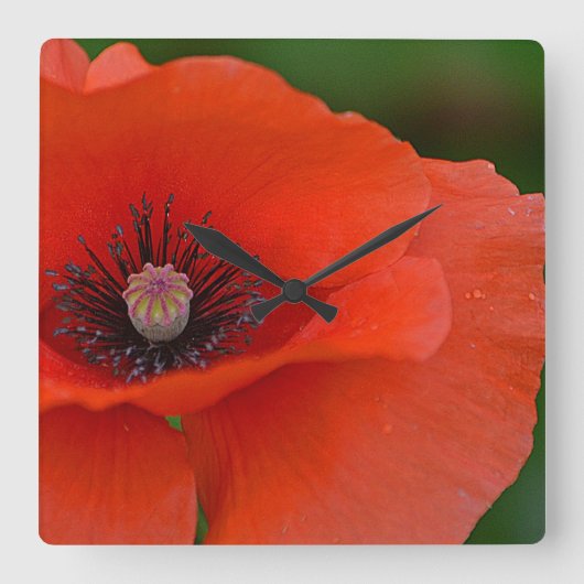 Horloge Carrée Clock Red Poppy (Recto)