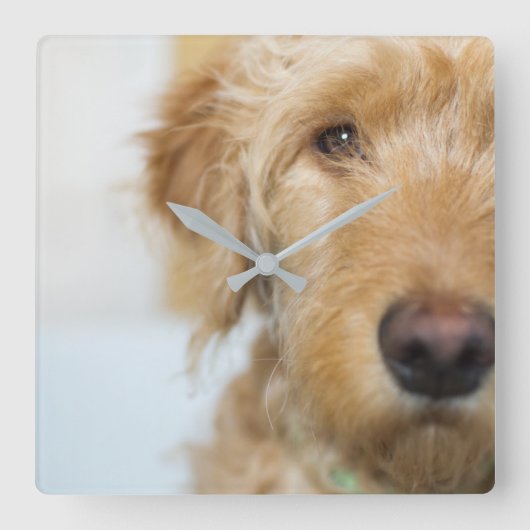 Horloge Carrée Closeup de Goldendoodle (Recto)