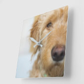 Horloge Carrée Closeup de Goldendoodle (Angle)
