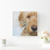 Horloge Carrée Closeup de Goldendoodle (Maison)