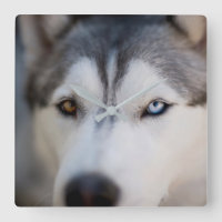 Closeup Stoic Gazaouit