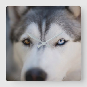 Horloge Carrée Closeup Stoic Gaze of an Alaskan Malamute