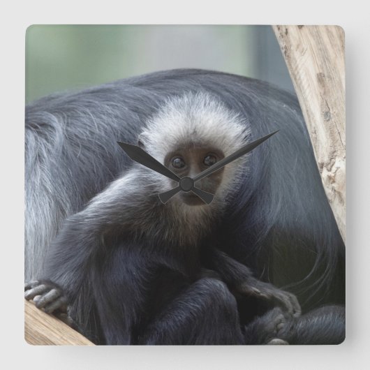 Horloge Carrée Colobus polykomos (Recto)