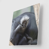 Horloge Carrée Colobus polykomos (Angle)