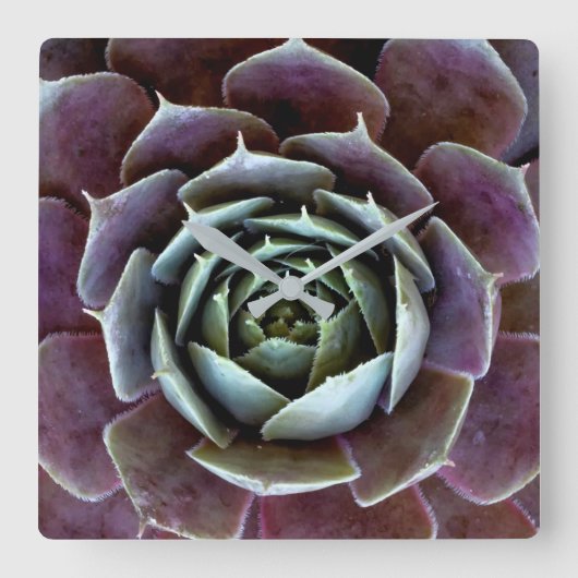 Horloge Carrée Complément Succulent pourpre (Recto)