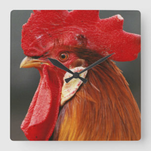 Horloge Carrée Coq Domestique de la Ferme