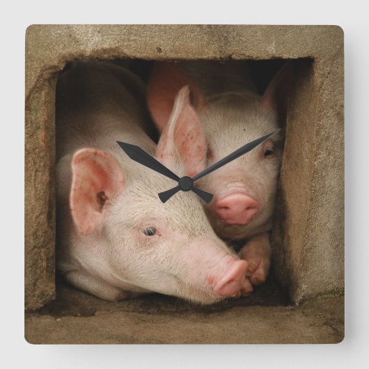 Horloge Carrée Curious Piglets (Recto)