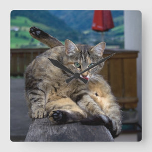 Horloge Carrée Cute Chat Interrompu En Grooming