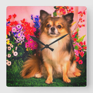 Horloge Carrée Cute Chihuahua Amide Spring Flowers