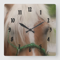 Cute Haflinger Cheval Visage Animal