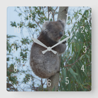Horloge Carrée Cute Koala Climbing in a Tree Australia Square Wal