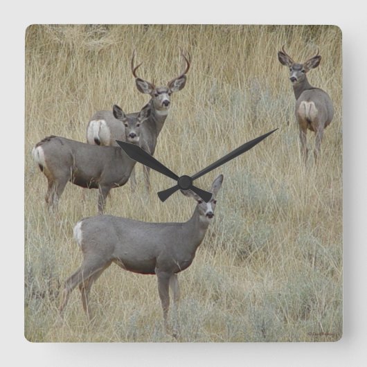 Horloge Carrée D18 Mule Deer (Recto)