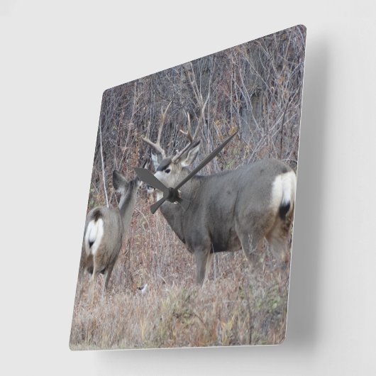 Horloge Carrée D29 Mule deer (Angle)