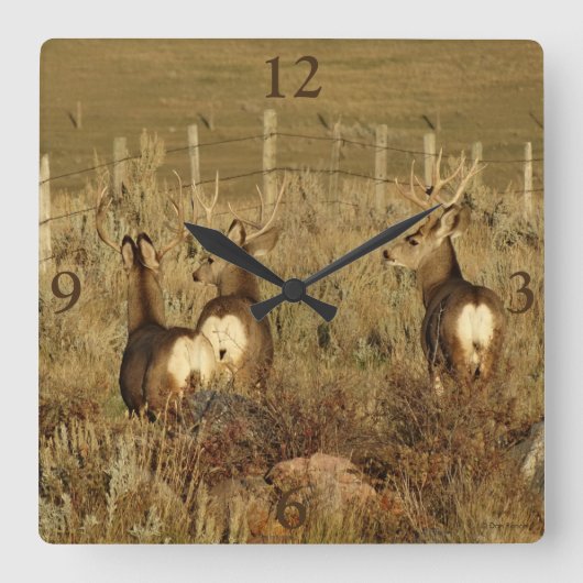 Horloge Carrée D30 Mule Deer Bucks (Recto)