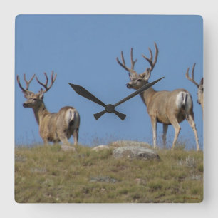 Horloge Carrée D9 Mule Deer Bucks à Velvet Sky Lined