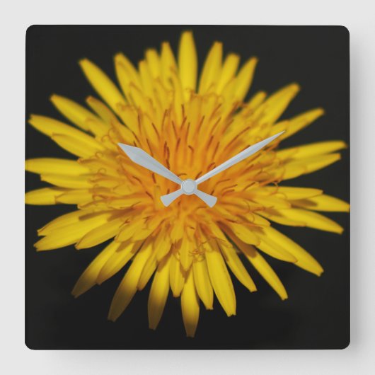 Horloge Carrée Dandelion Flower Wall Clock (Recto)