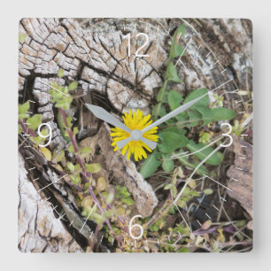 Horloge Carrée Dandelions à vie morte