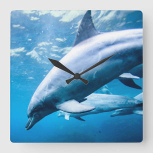 Horloge Carrée Dauphins sous-marins